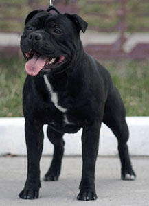 стаффордширский бультерьер